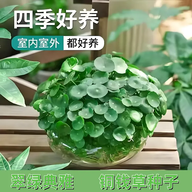 【铜钱草种子】家庭种植耐寒耐热阳台花盆小院种植耐寒种子