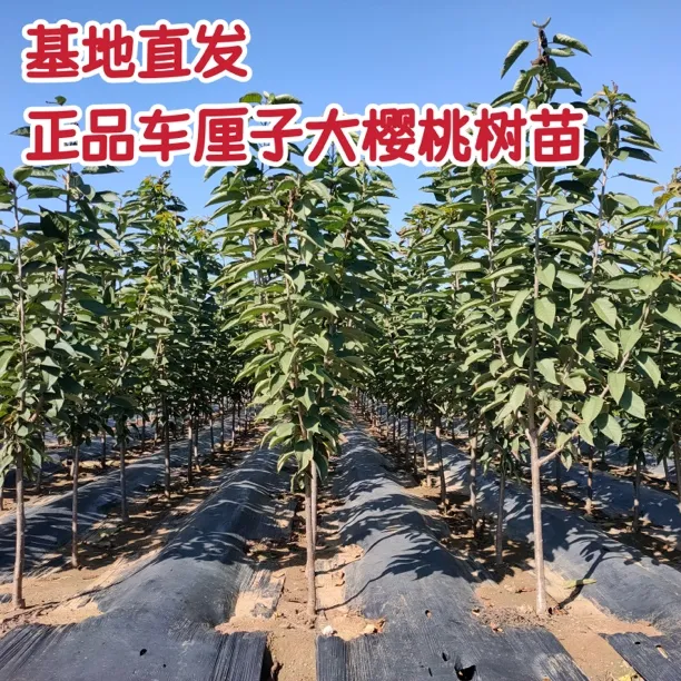 【车厘子大樱桃树苗】基地直发正品苗根系发达南北方可种果树