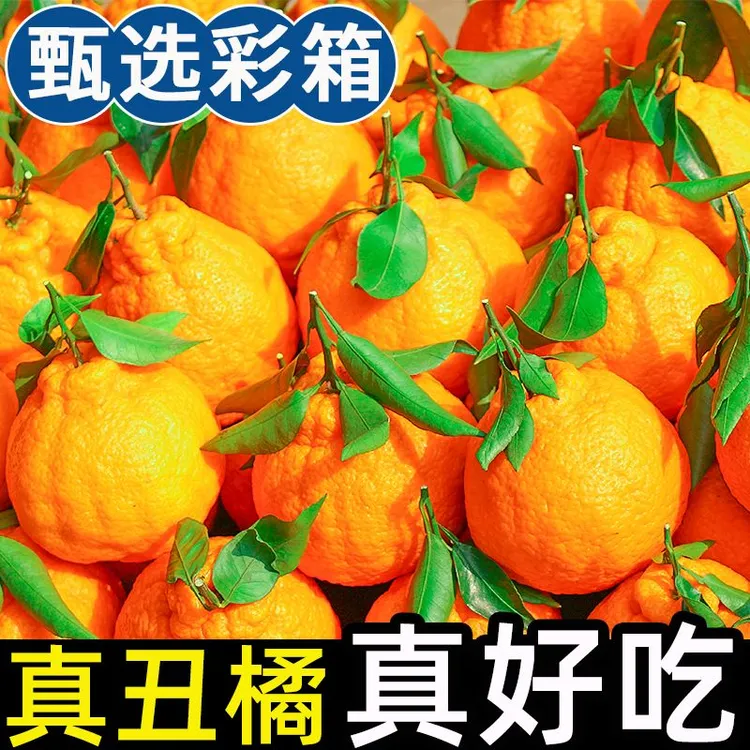 [精品][精品][精品]四川正宗不知火丑橘新鲜丑八怪！只做精品果！！！