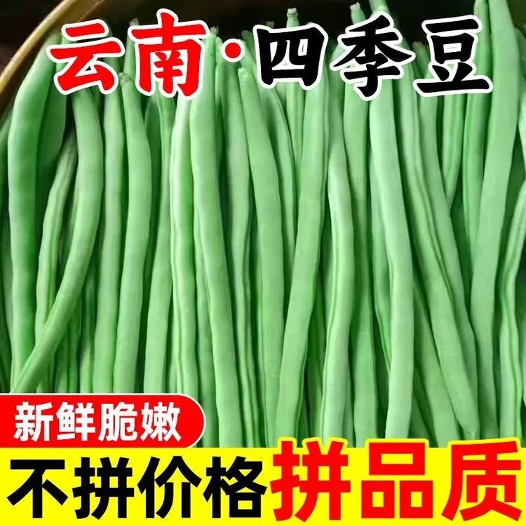 云南露天高原四季豆新鲜现摘现发脆嫩多汁无筋农家自种