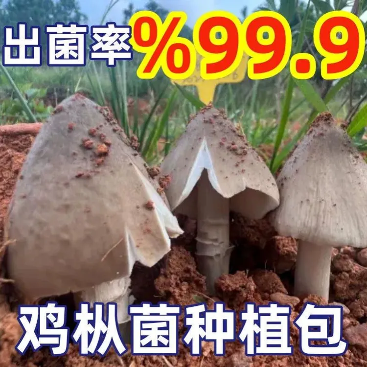 云南正宗鸡枞菌菌种种子居家培植高产人工三塔荔枝菌三塔菌南北种