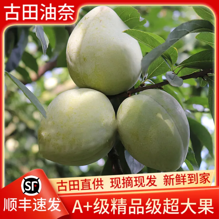 【现摘顺丰】古田油奈李桃形奈李空心翡翠脱骨李子当季孕妇新鲜水果