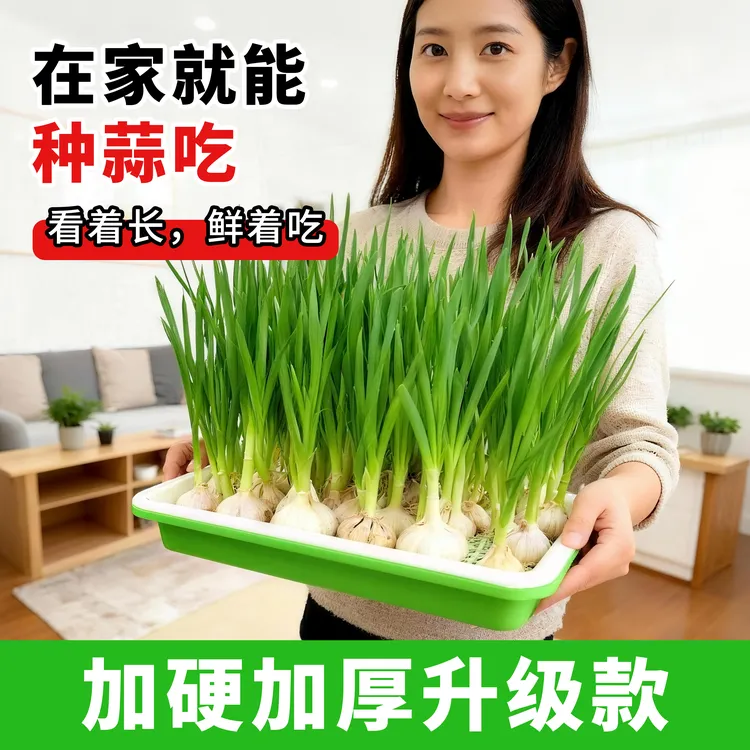 蒜苗种植盆大蒜育苗盘芽苗菜专用豆芽发芽盆无土水培蔬菜种菜神器商品图