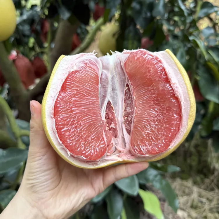 福建平和三红柚新鲜水果酸甜可口现摘皮薄多汁老树