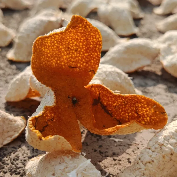 『2025新会小冈冬后大红皮』自然生晒干仓广东特产正宗新会陈皮