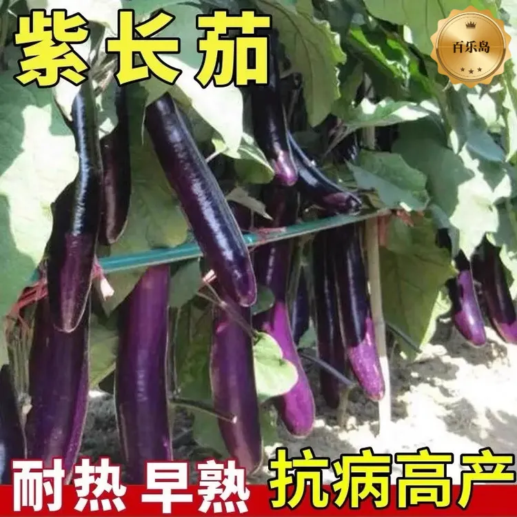 茄子秧苗带土发货紫长茄子苗黑长茄苗杭茄苗紫圆茄菜苗高产苗栽商品图