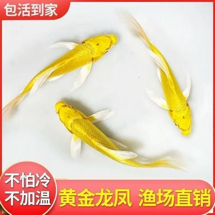 纯种黑黄白龙凤锦鲤鱼观赏鱼蝴蝶尾大鳍大尾淡水鱼冷水鱼好养耐活