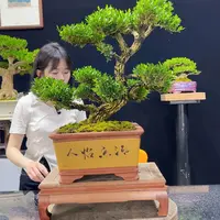 黄杨盆景老桩四季常青