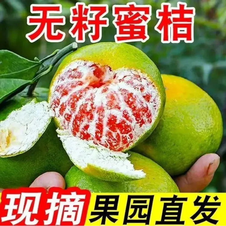 【正宗】现摘新鲜云南蜜橘子青皮无籽当季水果孕妇适用酸甜多汁蜜桔