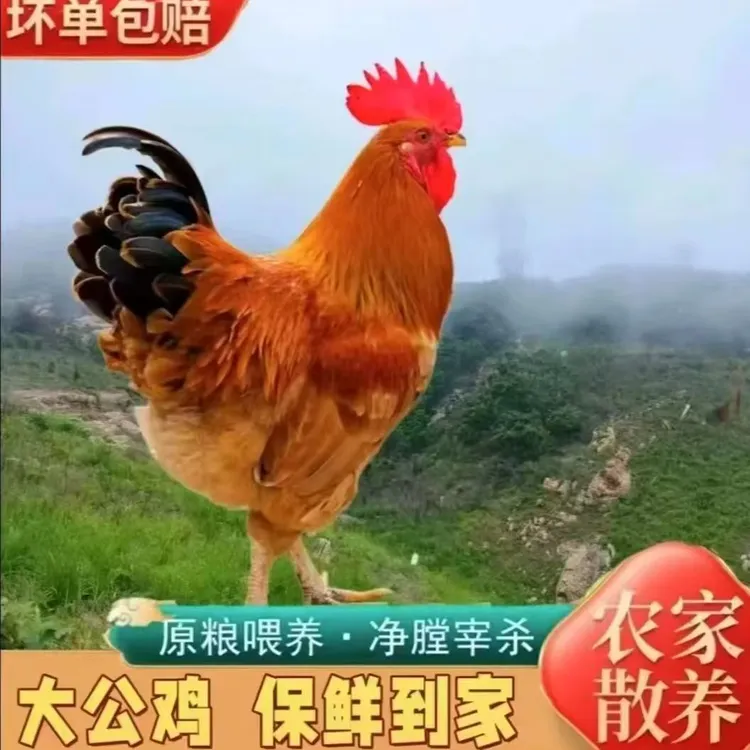 【拍一发三只】农家散养大公鸡