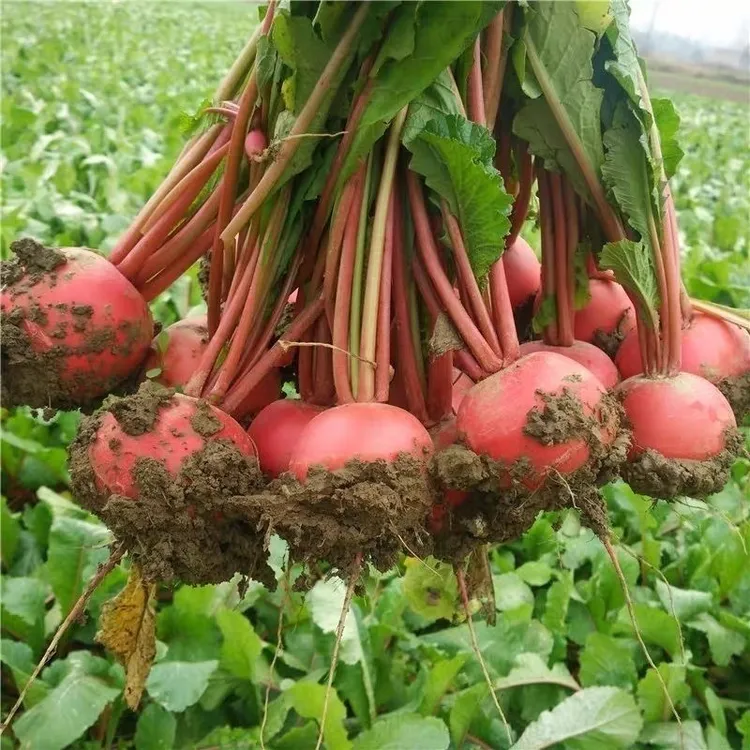 湖北农家种植新鲜红皮白心圆萝卜可生吃做泡菜