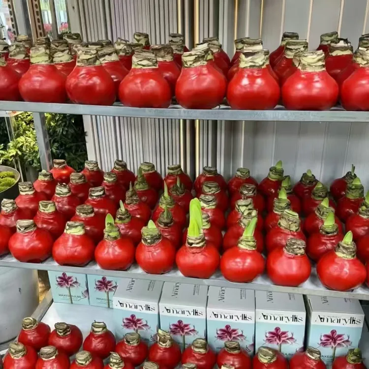 蜡封朱顶红种球节庆佳礼注定红成活特大蜡球种球无养护开花吉祥