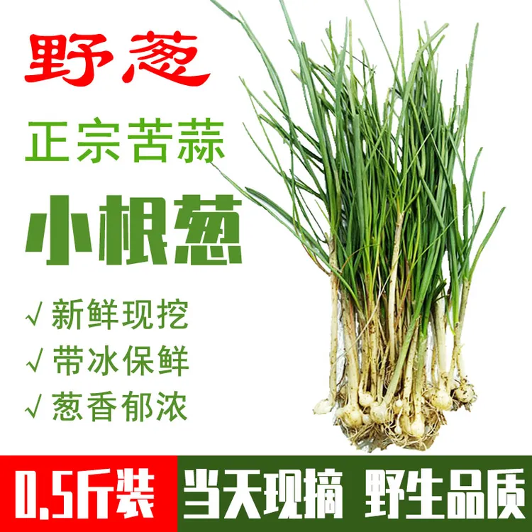 贵州苦蒜四川湖南新鲜现挖野葱小根蒜胡葱可作下饭菜的野菜小根葱