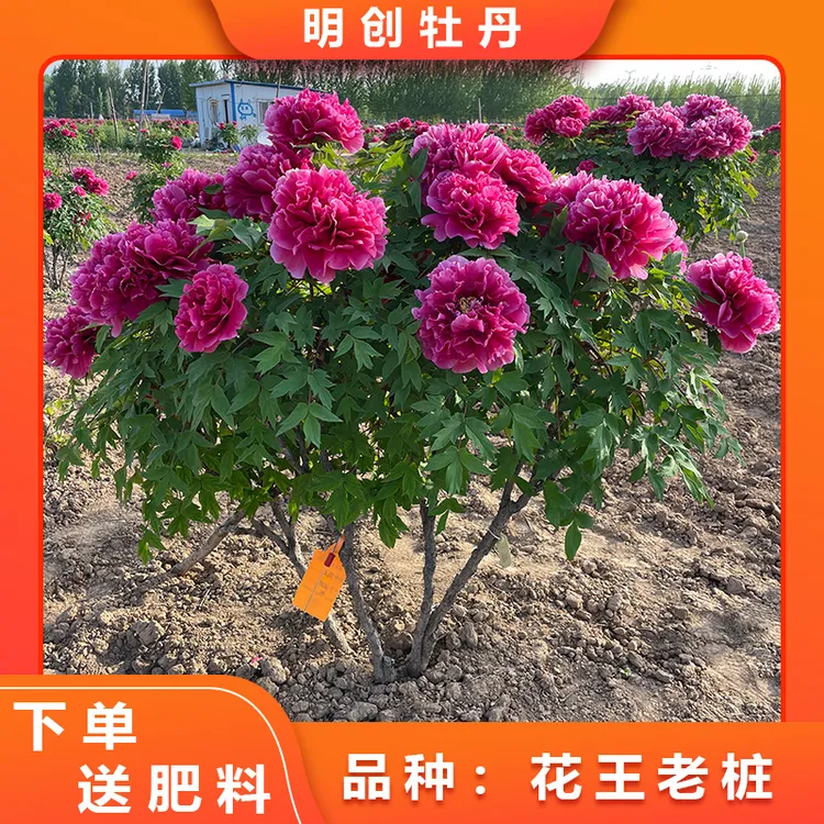 【花王老桩】精品千层重瓣观赏老桩牡丹庭院别墅花卉绿植春天开花