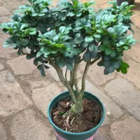 米兰老桩加仑盆好养植物