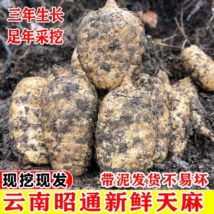 云南昭通小草坝新鲜乌天麻高山野生种植可天麻新鲜云南昭通小草坝