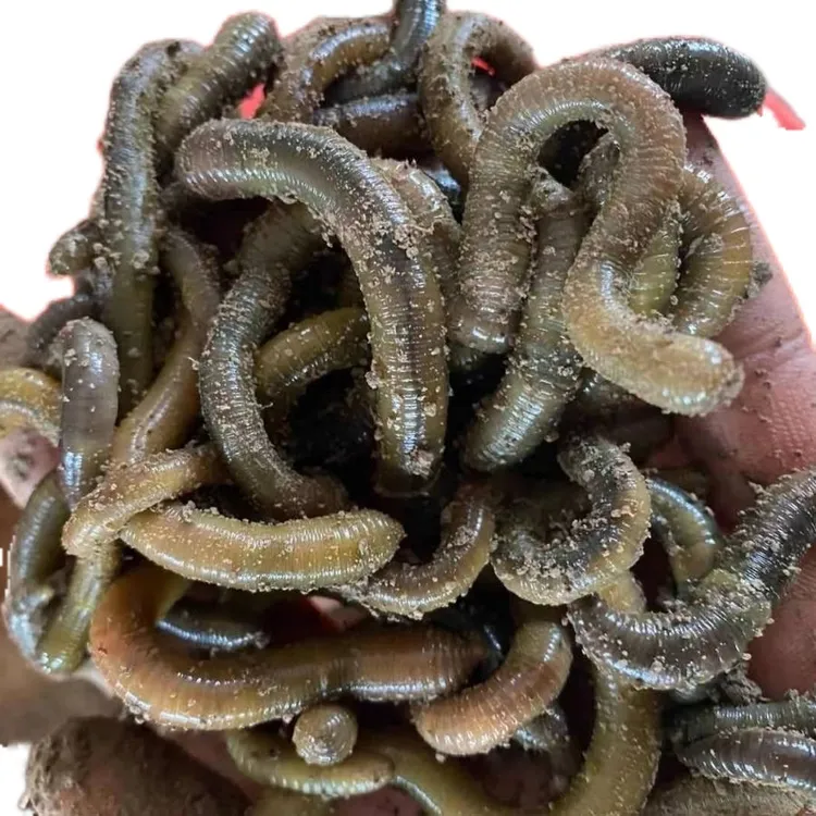 鲜活黑蚯蚓青蚯蚓活体活饵用于钓黄鳝钓鱼