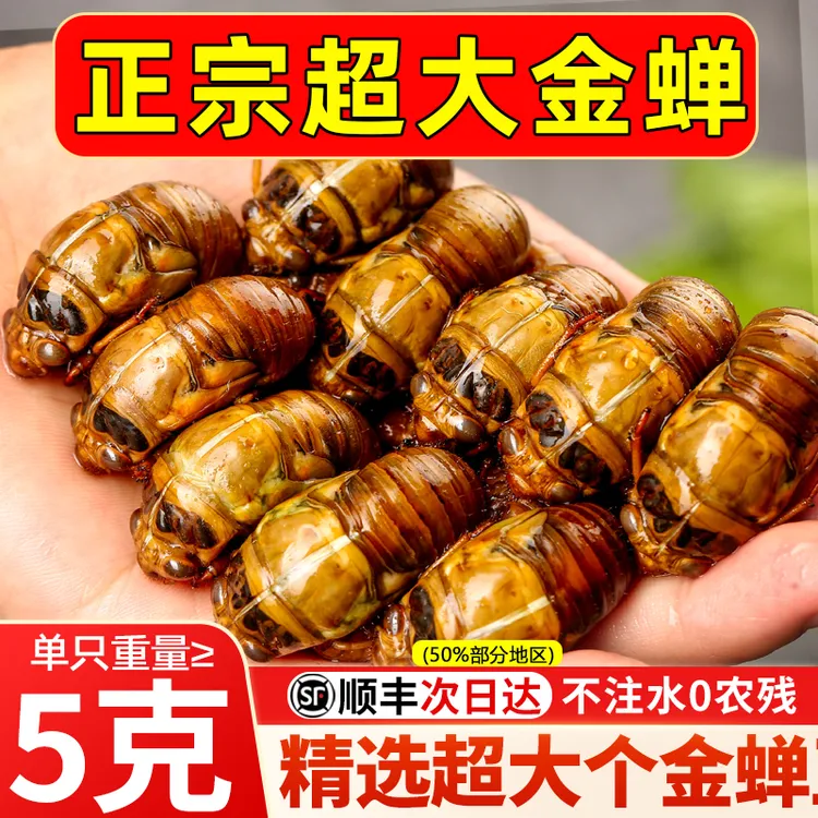正品超大个知了猴金蝉2025当季野生爬叉猴知了龟活体非即食结了龟