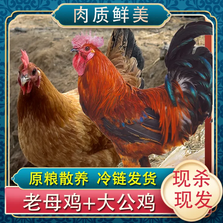 【穗儿】黄油母鸡2只送2只大公鸡4只净重10-11斤
