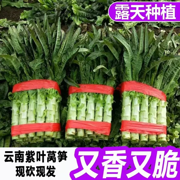 丁山生鲜专属【现砍现发】云南高山紫叶香莴笋莴苣新鲜当季时令蔬菜露天种植