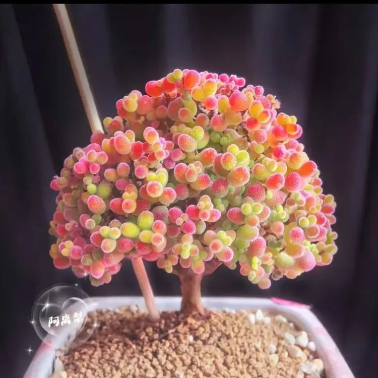 蜜橘糖球枝干番杏多肉植物好养办公室阳台盆栽