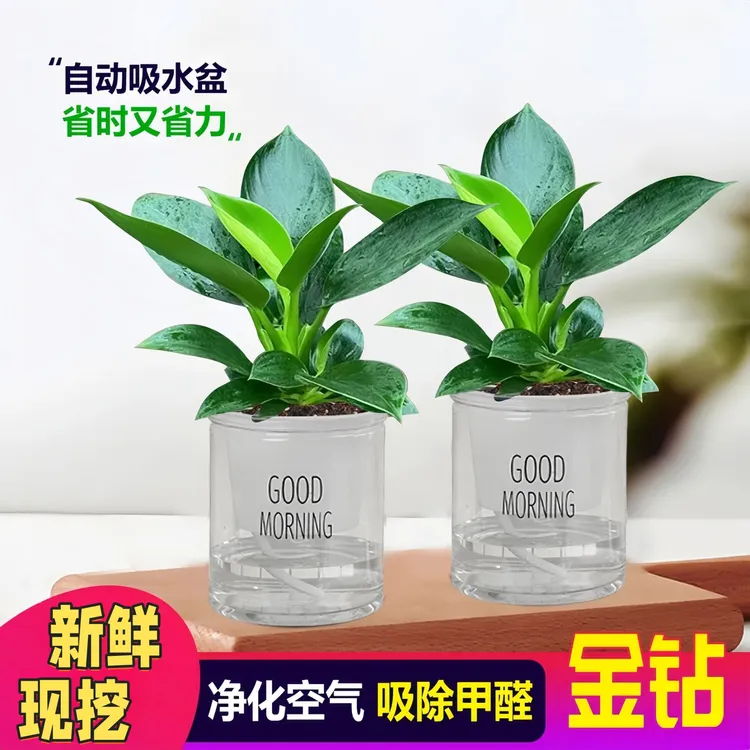 金钻绿公主盆栽绿植物客厅办公室内花卉大全好养不死吸甲醛防辐射