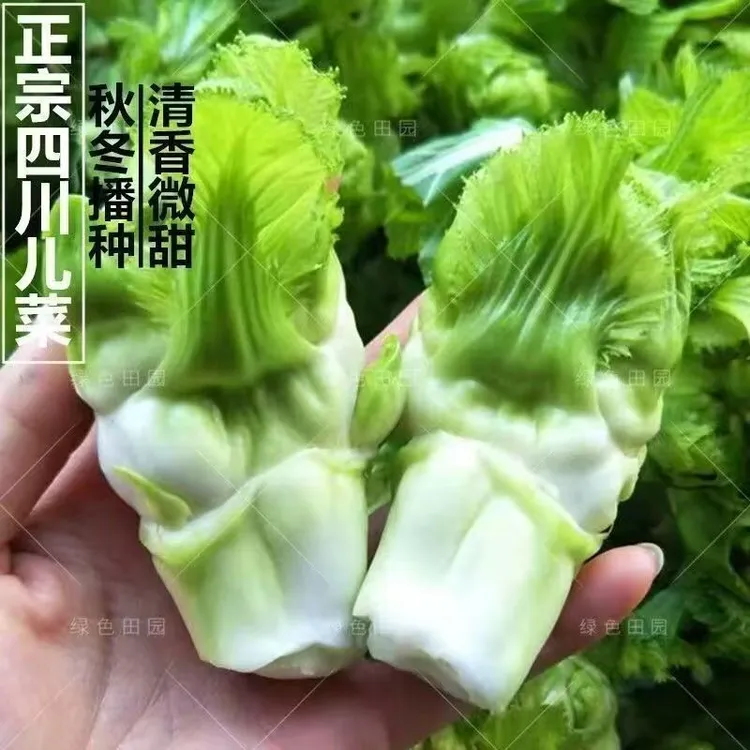 精品高产耐寒儿菜娃娃菜苗适合阳台庭院田地耐寒高产脆嫩儿菜