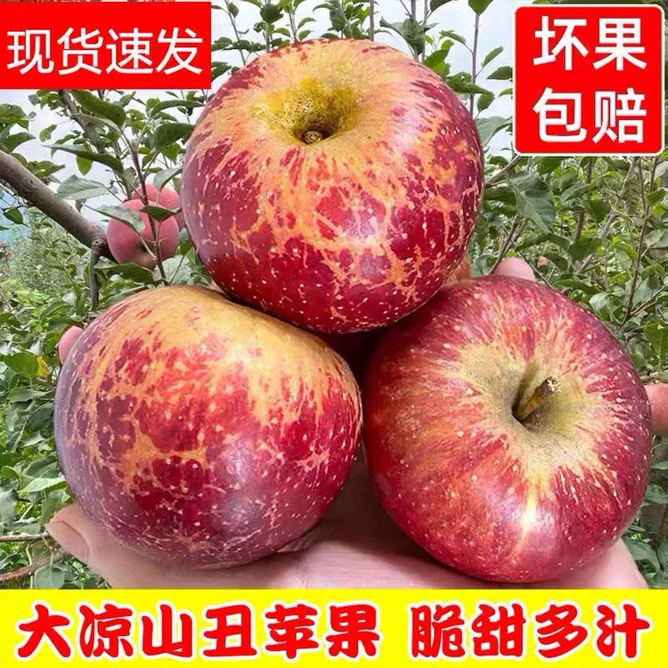  四川大凉山盐源丑苹果冰糖心丑苹果新鲜水果 5斤/8斤装现摘现发