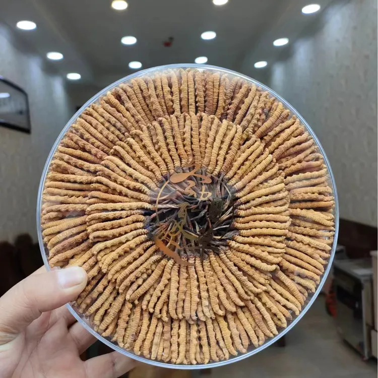 2025年新晒冬虫夏草大统货（4.5根1克，99成干度）