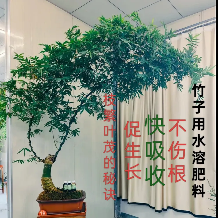 铭章推荐~竹子好的用水溶肥料，不伤根，竹子枝繁叶茂的秘诀
