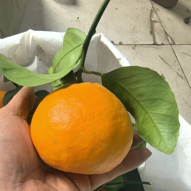 爱媛53早熟新品种果果和嫁接惠条