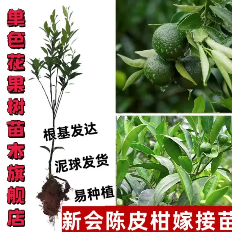 新会柑陈皮柑果树苗南方种植青皮柑树苗小青柑嫁接苗四季开花结果
