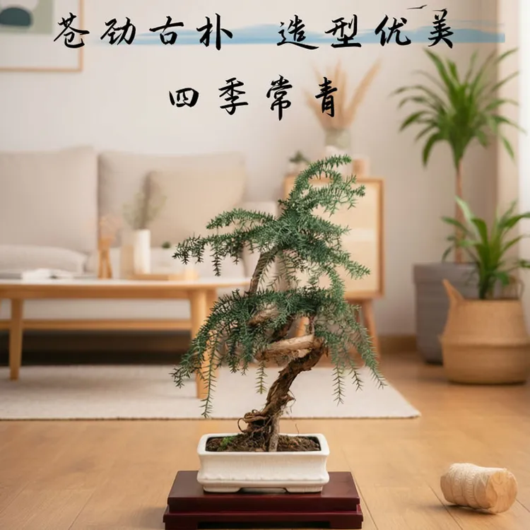 澳洲杉高档造型盆景四季常青好养提根盆景室内外办公室客厅摆放