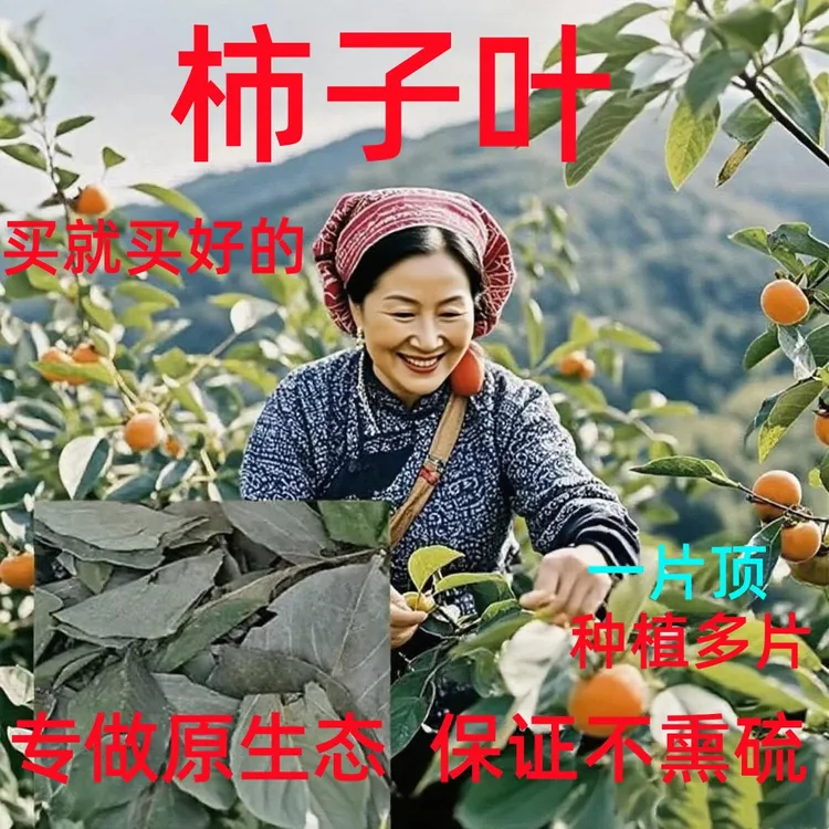 正宗深山野生柿子叶原生态干柿子叶一包更比多包强霜后柿子叶
