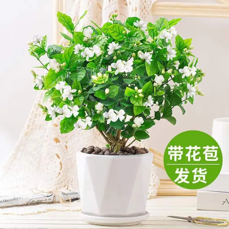 茉莉花苗盆栽带花苞栀子花卉植物室内绿植九里香浓香四季开花好养
