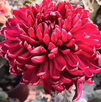 【花苞发货】[墨菊]九月菊花苗大型花好养护简单耐寒耐旱
