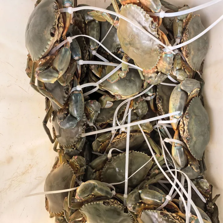 正宗三门青蟹公蟹顺丰包邮鲜活