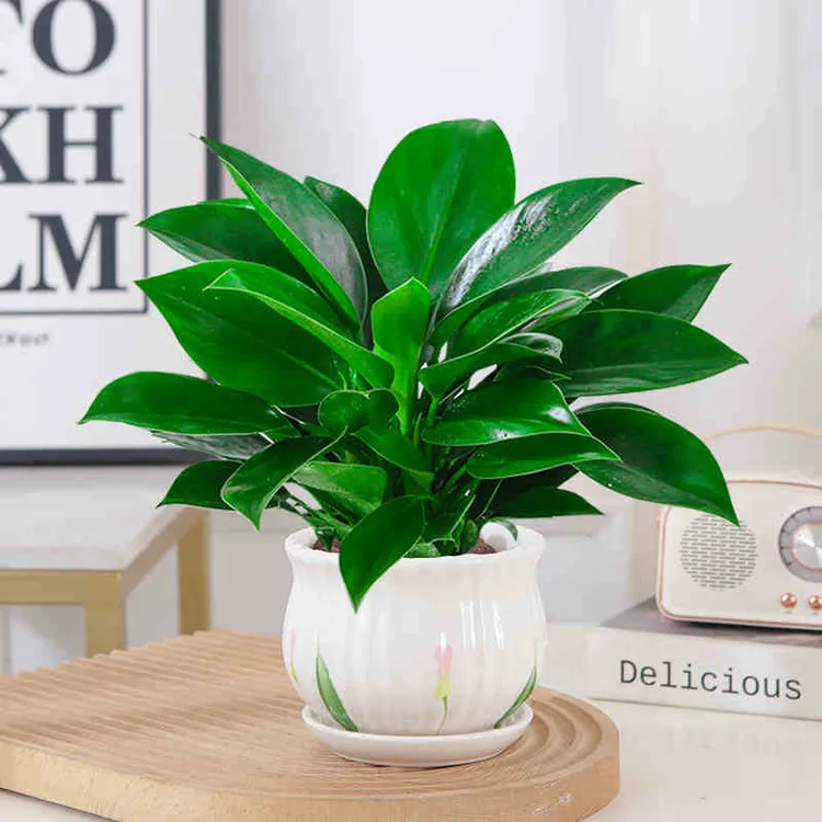 大叶金钻盆栽室内绿植吸甲醛净化空气四季常青绿萝花可水培土培