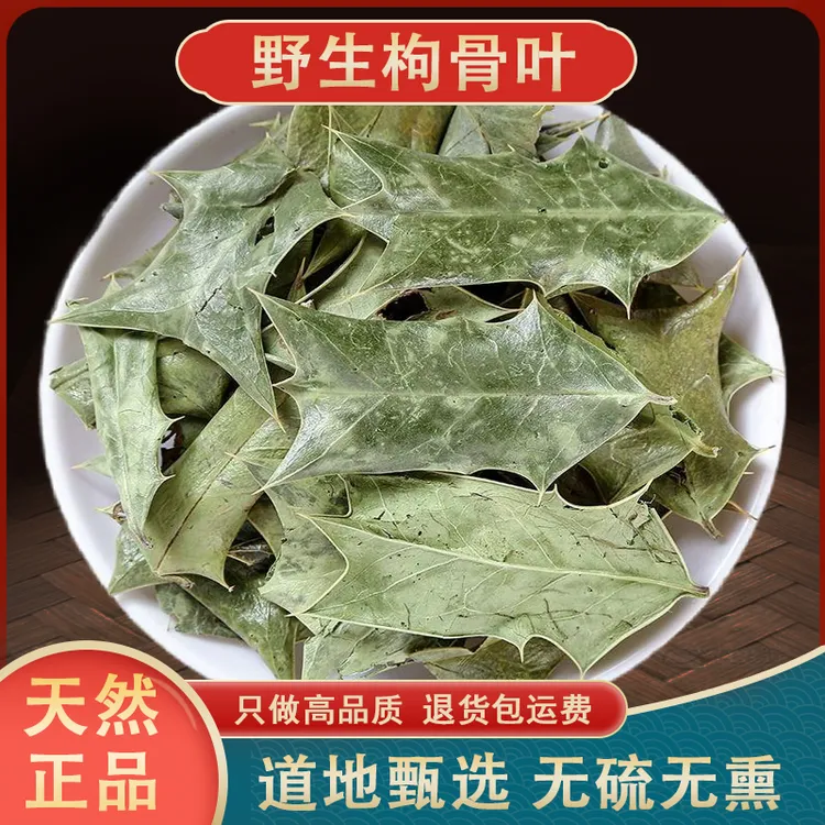 野生枸骨叶硫功劳叶枸骨叶茶狗骨刺狗骨叶猫儿刺树叶包邮另售枸杞