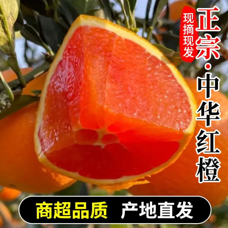 湖北秭归中华红血橙新鲜采摘产地直发新鲜时令水果红心红肉橙子