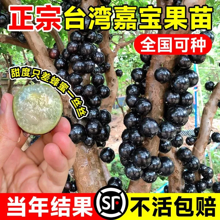 树葡萄嘉宝果苗树大加宝果树四季加多宝树苗南方北方种植庭院盆栽