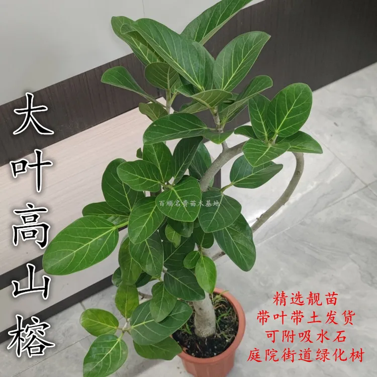 大叶榕树苗 正宗高山榕 四季常绿 可附吸水石盆栽庭院绿化