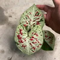 104-0915泰国发货圣诞节