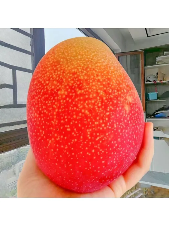 云南澳芒新鲜应季水果味浓郁香甜多汁新鲜助农水果维生素与辉同