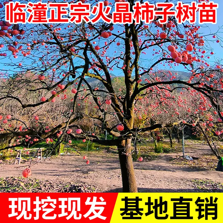 临潼嫁接火晶柿子甜南北方种植耐寒地栽种果树苗庭院盆栽结果现挖