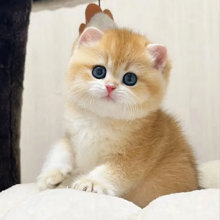 【星星家】活体猫咪系列金渐层蓝金紫金矮脚英国短毛猫