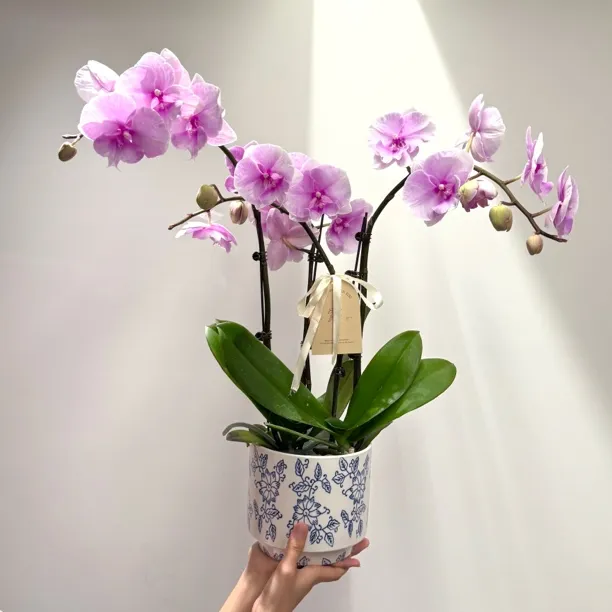 粉色迷雾大花蝴蝶兰盆栽盆景室内客厅办公室桌面观花花卉绿植好养