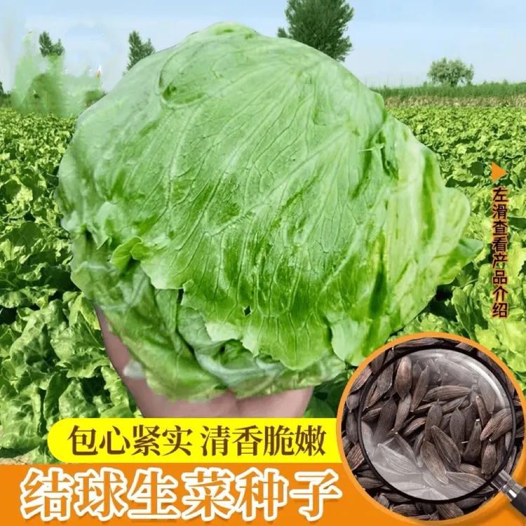 当季新种结球生菜种子球形生菜种籽脆嫩四季播阳台盆栽蔬菜种孑
