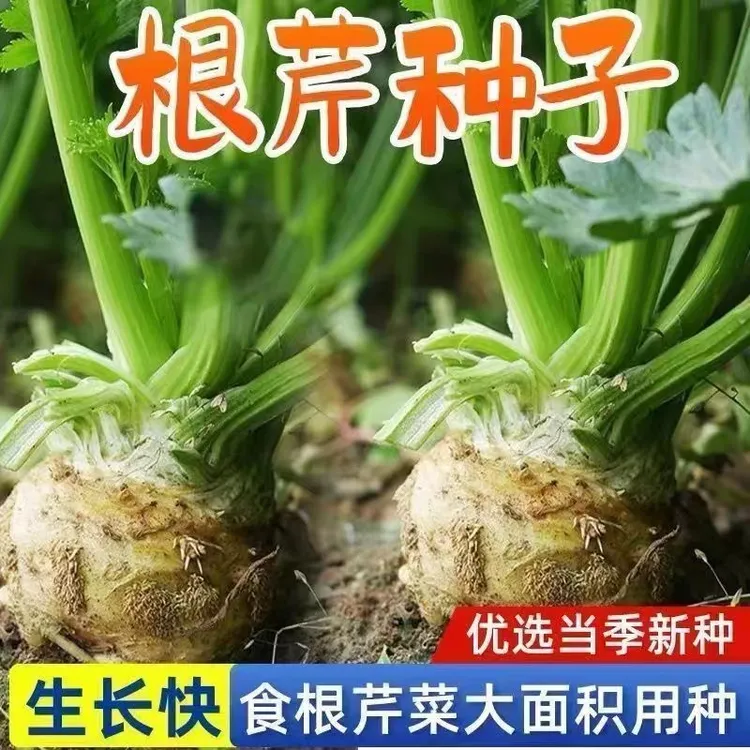 D新疆包邮【根芹种子】四季地中海根芹菜种籽芹菜盆栽蔬菜庭院种孑