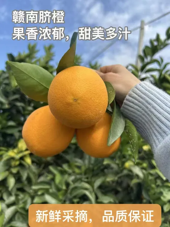 正宗江西寻乌赣南脐橙核心新鲜现摘橙子产地水果直发